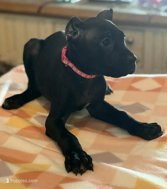 Evvie – Cane Corso puppy for sale in Anderson, IN
