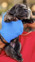 Legend , a male Cane Corso for sale in Anderson, IN – 2 of 4