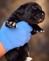 Raven , a female Cane Corso for sale in Anderson, IN – 7 of 9