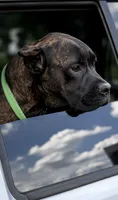 Braxton, a male Cane Corso for sale in Anderson, IN – 7 of 10