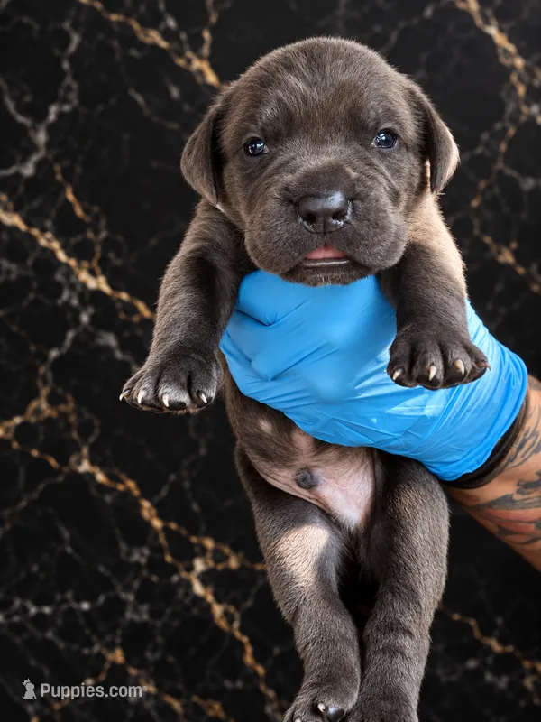 Silas – Cane Corso puppy for sale in Anderson, IN