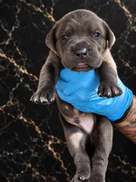 Silas, a male Cane Corso for sale in Anderson, IN – 1 of 10