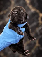 Raven , a female Cane Corso for sale in Anderson, IN – 2 of 9
