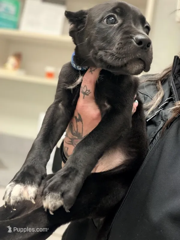 Lorenzo – Cane Corso puppy for sale in Anderson, IN