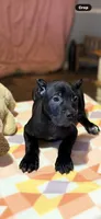 Sky, a female Cane Corso for sale in Anderson, IN – Photo 7 of 10