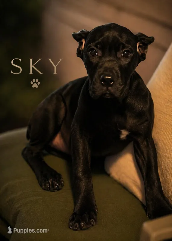 Sky – Cane Corso puppy for sale in Anderson, IN
