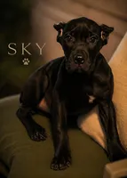 Sky, a female Cane Corso for sale in Anderson, IN – 2 of 10
