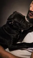 Sky, a female Cane Corso for sale in Anderson, IN – 4 of 10