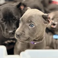 Gianni, a female Cane Corso for sale in Anderson, IN – Photo 2 of 7