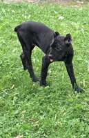 Sky, a female Cane Corso for sale in Anderson, IN – 9 of 10