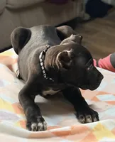 Luka, a male Cane Corso for sale in Anderson, IN – Photo 8 of 9