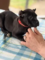 Sky, a female Cane Corso for sale in Anderson, IN – Photo 5 of 10