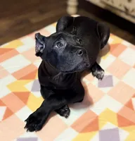 Sky, a female Cane Corso for sale in Anderson, IN – Photo 3 of 10