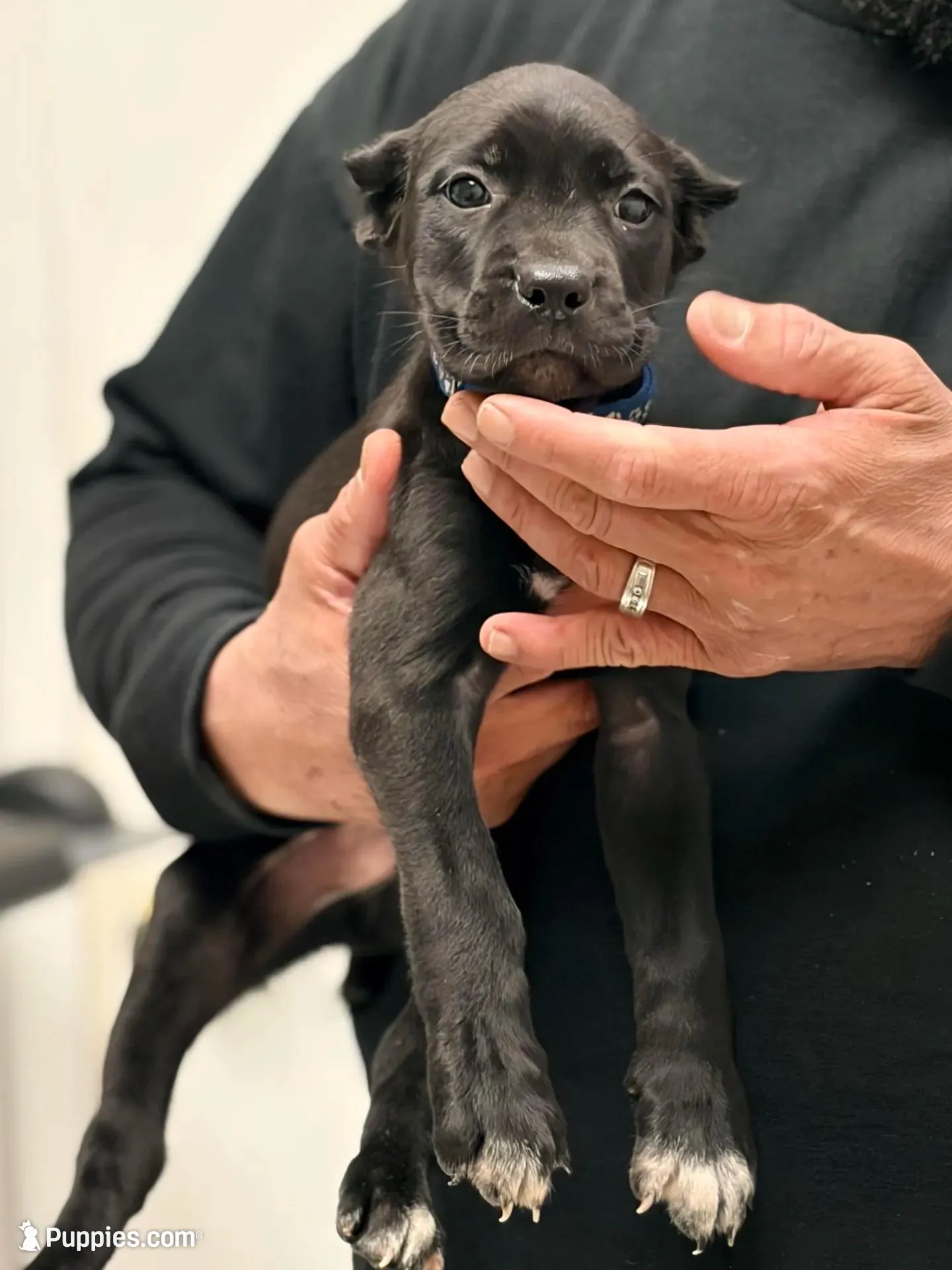 Lorenzo, a male Cane Corso for sale in Anderson, IN – Photo 5 of 6