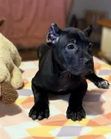 Sky, a female Cane Corso for sale in Anderson, IN – Photo 4 of 10