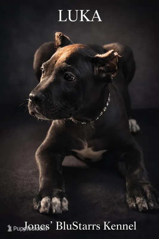 Luka – Cane Corso puppy for sale in Anderson, IN