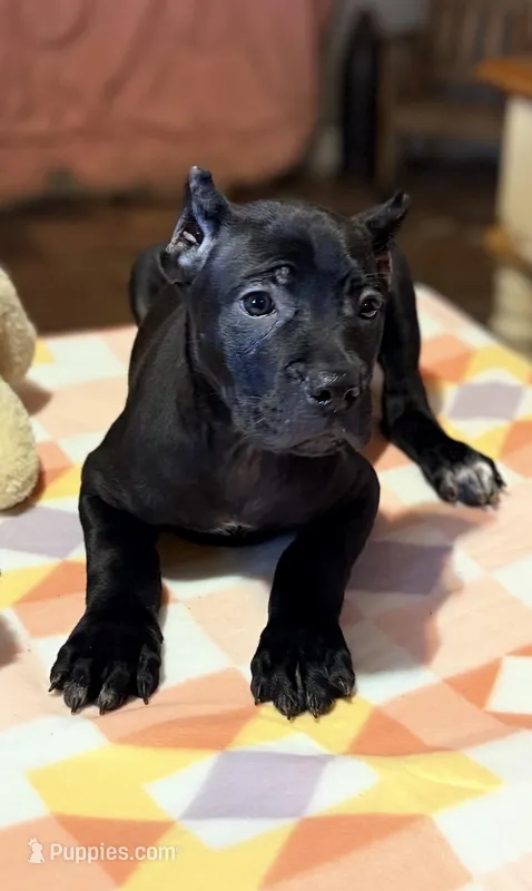 Sky – Cane Corso puppy for sale in Anderson, IN