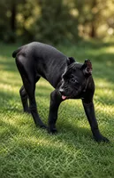 Sky, a female Cane Corso for sale in Anderson, IN – 10 of 10