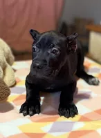 Sky, a female Cane Corso for sale in Anderson, IN – Photo 8 of 10