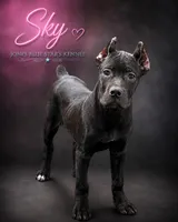 Sky, a female Cane Corso for sale in Anderson, IN – 7 of 10