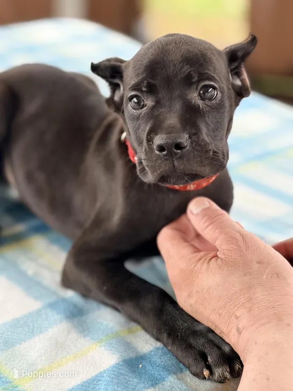Sky – Cane Corso puppy for sale in Anderson, IN