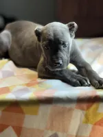 Gianni, a female Cane Corso for sale in Anderson, IN – Photo 7 of 7