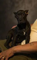 Sky, a female Cane Corso for sale in Anderson, IN – 5 of 10