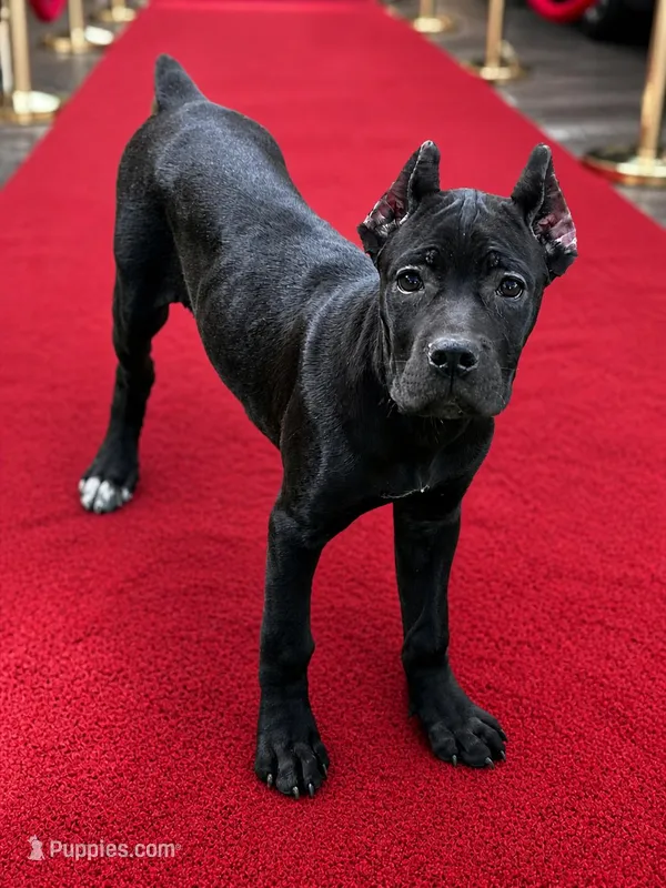 Sky – Cane Corso puppy for sale in Anderson, IN