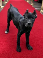 Sky, a female Cane Corso for sale in Anderson, IN – 1 of 10