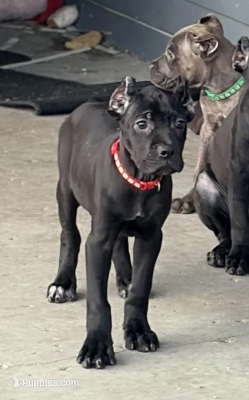 Sky – Cane Corso puppy for sale in Anderson, IN