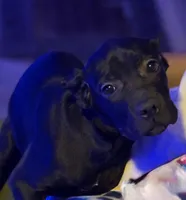 Sky, a female Cane Corso for sale in Anderson, IN – 3 of 10