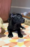 Sky, a female Cane Corso for sale in Anderson, IN – Photo 6 of 10