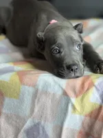 Gianni, a female Cane Corso for sale in Anderson, IN – Photo 6 of 7