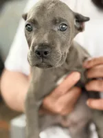 Mystic, a male Cane Corso for sale in Anderson, IN – Photo 5 of 10