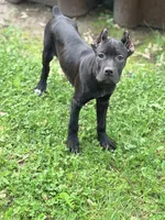 Sky, a female Cane Corso for sale in Anderson, IN – 8 of 10