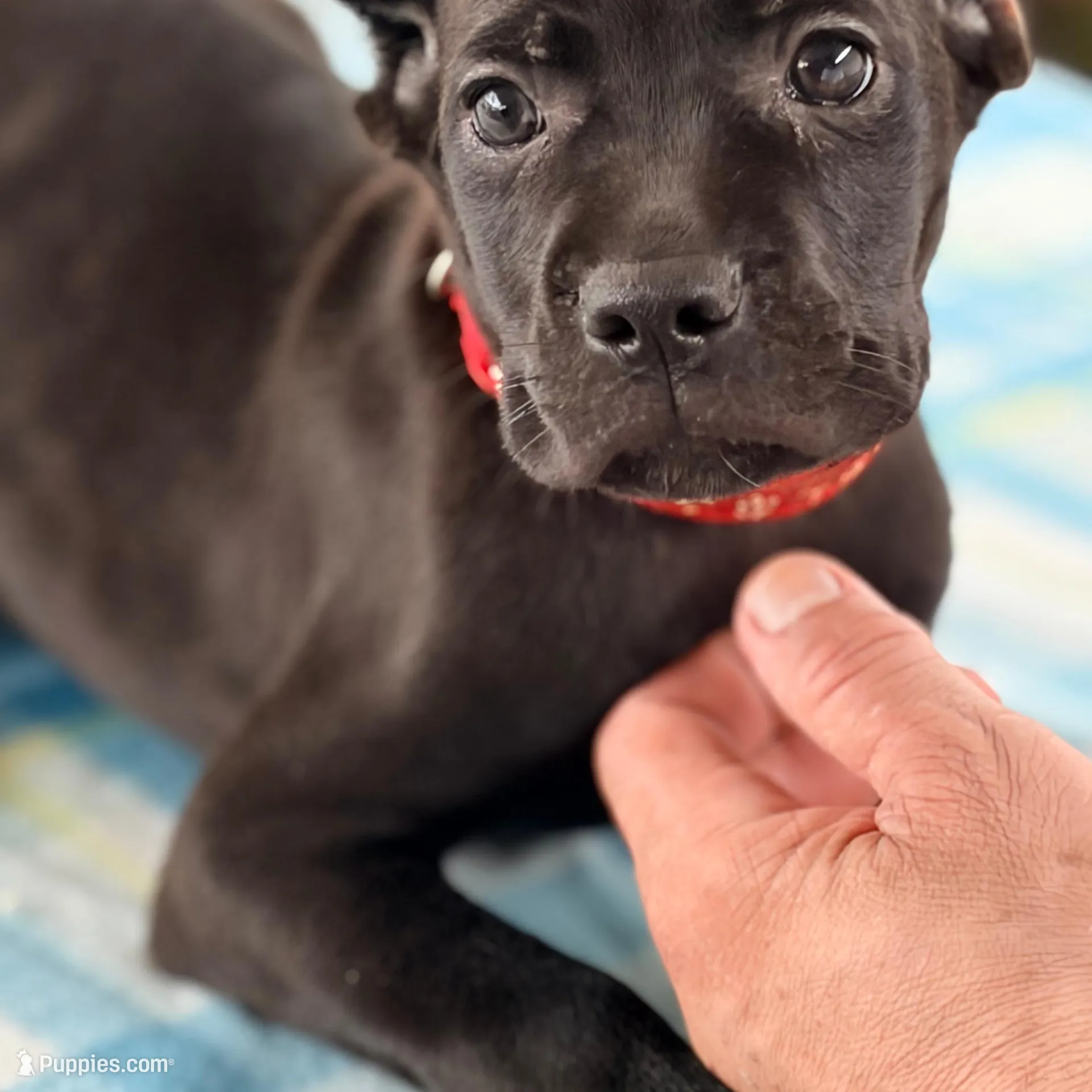 Sky – Cane Corso puppy for sale in Anderson, IN