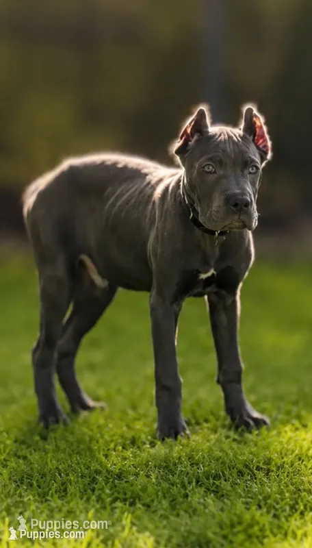 Mystic – Cane Corso puppy for sale in Anderson, IN