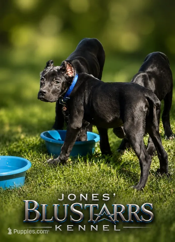 Lorenzo – Cane Corso puppy for sale in Anderson, IN