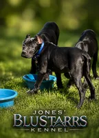 Lorenzo, a male Cane Corso for sale in Anderson, IN – 1 of 10