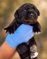 Raven , a female Cane Corso for sale in Anderson, IN – 9 of 9