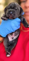 Legend , a male Cane Corso for sale in Anderson, IN – 3 of 4