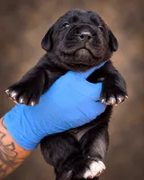 Raven , a female Cane Corso for sale in Anderson, IN – 6 of 9