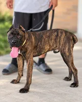 Braxton, a male Cane Corso for sale in Anderson, IN – 10 of 10