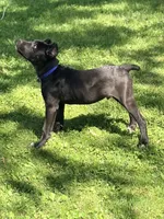 Lorenzo, a male Cane Corso for sale in Anderson, IN – 9 of 10
