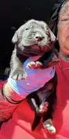 Velvet , a female Cane Corso for sale in Anderson, IN – 3 of 6