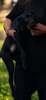 Evvie, a female Cane Corso for sale in Anderson, IN – 9 of 10