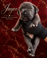 Jayce, a male Cane Corso for sale in Anderson, IN – 8 of 8