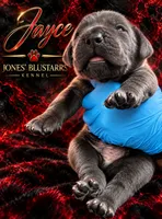 Jayce, a male Cane Corso for sale in Anderson, IN – 4 of 8