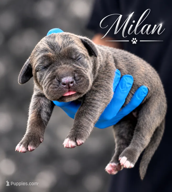 Milan – Cane Corso puppy for sale in Anderson, IN