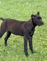 Sky, a female Cane Corso for sale in Anderson, IN – 9 of 10